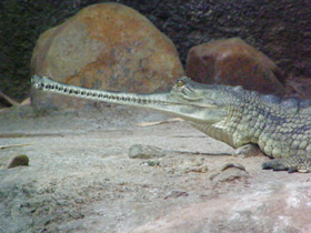 Фото Гавиал