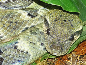 Смотреть фото Удивительные животные Мадагаскара. Часть 2 Фото Удивительные животные Мадагаскара. Часть 2