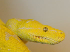 Смотреть фото Зеленый питон Фото Зеленый питон
