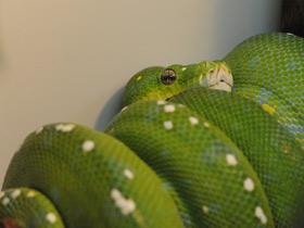 Смотреть фото Зеленый питон Фото Зеленый питон