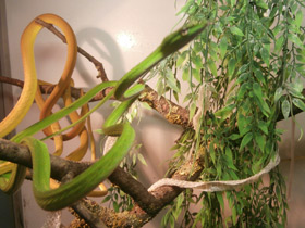 Фото Плетевидная змея