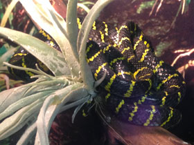 Смотреть фото Лусонская мангровая змея Фото Лусонская мангровая змея