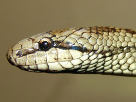 Фото Медянка