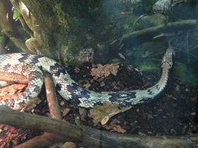 Фото Бразильский капюшонный уж