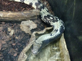 Фото Бразильский капюшонный уж