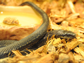 Фото Узорчатый полоз