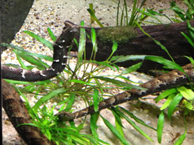 Фото Щупальценосная змея