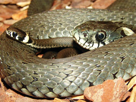 Смотреть фото Обыкновенный уж Фото Обыкновенный уж