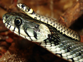 Обыкновенный уж Обыкновенный уж