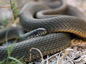 Смотреть фото Водяной уж Фото Водяной уж