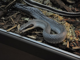 Смотреть фото Тонкохвостый полоз Фото Тонкохвостый полоз