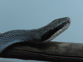 Смотреть фото Тонкохвостый полоз Фото Тонкохвостый полоз