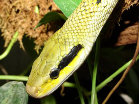 Смотреть фото Тонкохвостый полоз Фото Тонкохвостый полоз