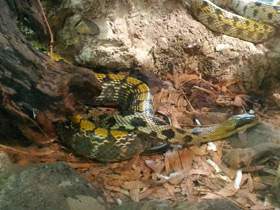 Смотреть фото Тонкохвостый полоз Фото Тонкохвостый полоз