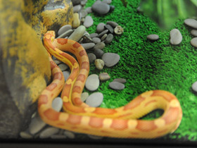 Смотреть фото Маисовый полоз Фото Маисовый полоз