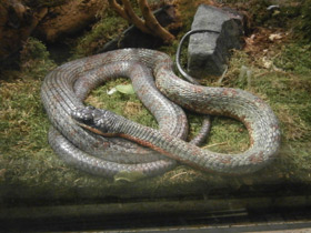 Фото Изменчивый псеустес