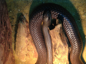 Смотреть фото Носатый рамфиофис Фото Носатый рамфиофис