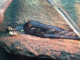 Фото Куроед