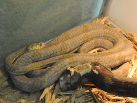 Фото Африканская бойга