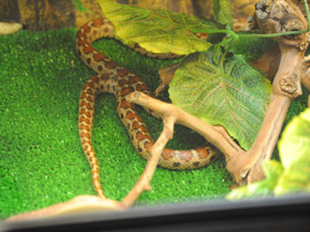 Фото Леопардовый лазающий полоз