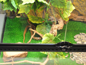 Фото Леопардовый лазающий полоз