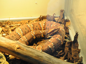 Смотреть фото Щитомордник Тейлора Фото Щитомордник Тейлора