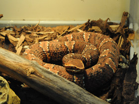 Смотреть фото Щитомордник Тейлора Фото Щитомордник Тейлора