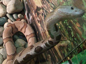 Смотреть фото Мокасиновый щитомордник Фото Мокасиновый щитомордник