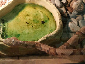 Смотреть фото Мокасиновый щитомордник Фото Мокасиновый щитомордник