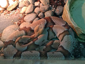 Смотреть фото Мокасиновый щитомордник Фото Мокасиновый щитомордник