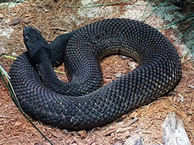 Смотреть фото Водяной щитомордник Фото Водяной щитомордник