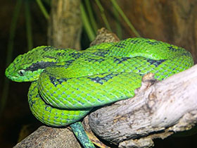 Фото Жёлто-пятнистый ботропс