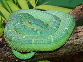 Фото Желтогубый ботропс