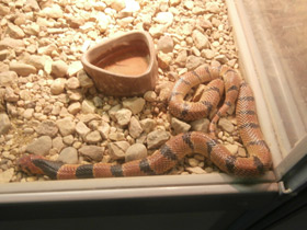 Смотреть фото Самые опасные змеи Фото Самые опасные змеи