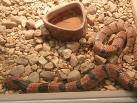 Фото Южноафриканская щитковая змея