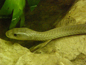 Смотреть фото Чёрная мамба Фото Чёрная мамба