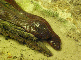 Фото Мозамбикская кобра