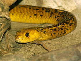 Фото Капская кобра