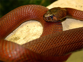 Фото Красная плюющаяся кобра