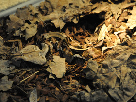 Смотреть фото Габонская гадюка Фото Габонская гадюка