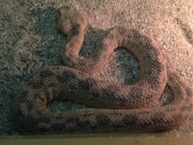 Фото Рогатая гадюка