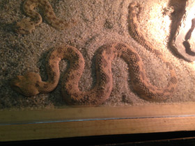 Фото Рогатая гадюка