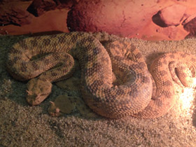 Фото Рогатая гадюка