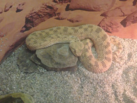 Фото Рогатая гадюка