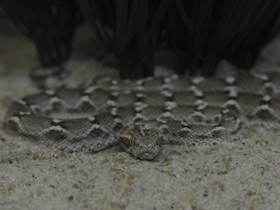 Смотреть фото Самые опасные змеи Фото Самые опасные змеи