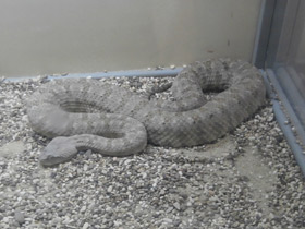 Смотреть фото Персидская гадюка Фото Персидская гадюка