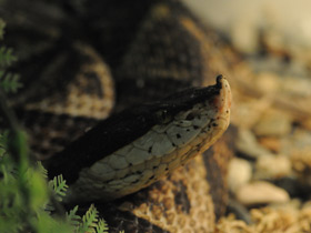 Смотреть фото Носатая гадюка Фото Носатая гадюка