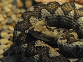 Смотреть фото Носатая гадюка Фото Носатая гадюка