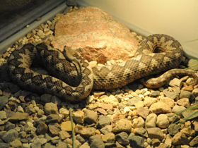 Смотреть фото Носатая гадюка Фото Носатая гадюка