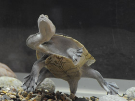 Фото Восточная астралийская змеиношейная черепаха